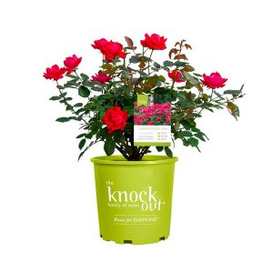 Rosier Rouge Knock Out – 1 Gallon