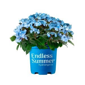 Hortensia Pop Star – 2 Gallons